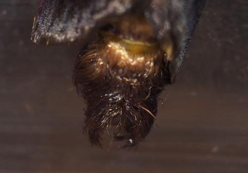 Acharia sp.